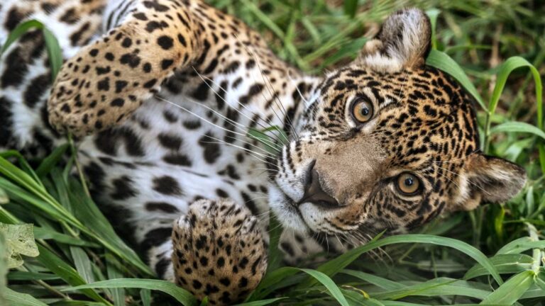 Una luz de esperanza para el jaguar en América: Aumenta su población en México y Argentina