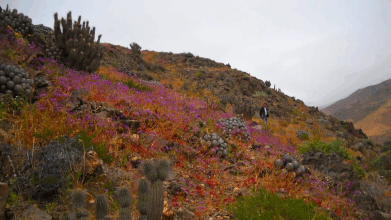 5 buenas noticias de América Latina de esta semana