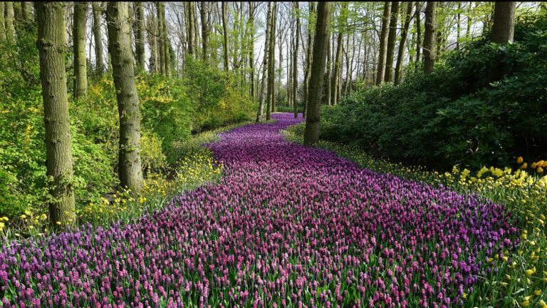 Panoramas gratuitos de primavera 2025 en Santiago, Ñuñoa y Providencia: Fechas, horarios y actividades