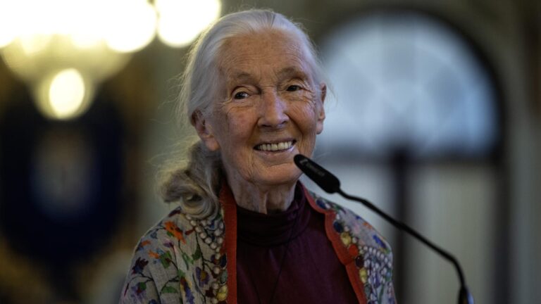 Murió la reconocida investigadora de chimpancés Jane Goodall a los 91 años