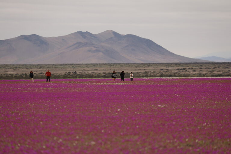 Chile logra siete nominaciones mundiales en los “Óscar del Turismo”: Revisa cómo votar
