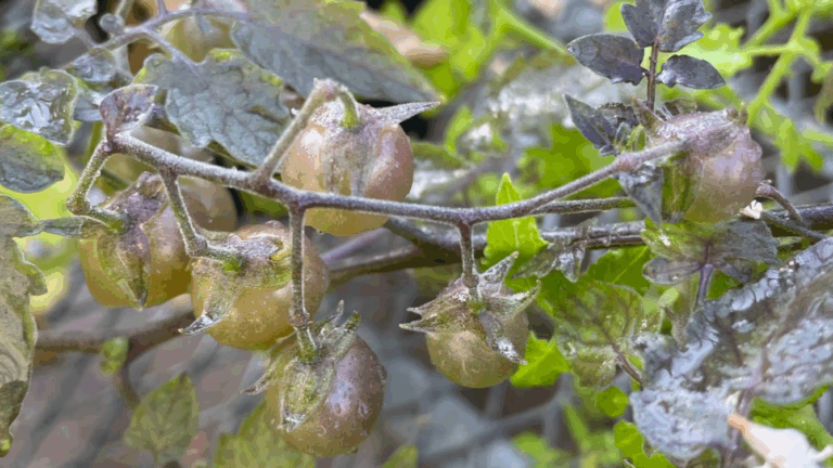 ¿Es posible que una especie 