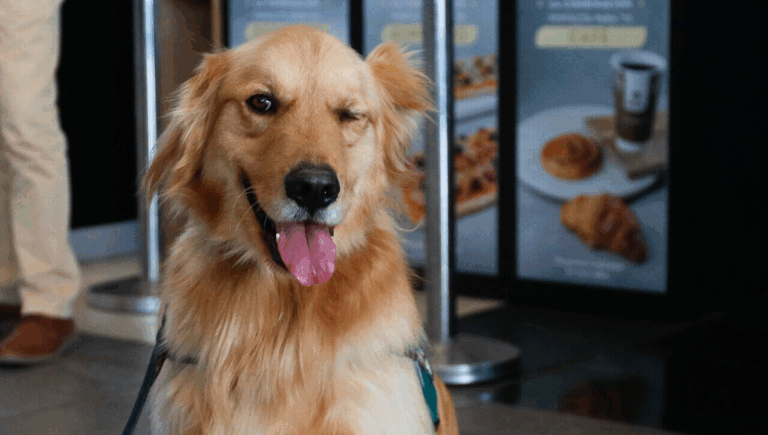 Soy médico veterinaria y estos son tres consejos que debes seguir si quieres adoptar un perro