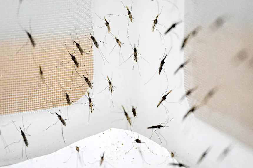Hay más de 3.000 especies de mosquitos en todo el mundo y se han extendido a todos los continentes excepto la Antártida. Tang Chhin Sothy/AFP/Getty Images