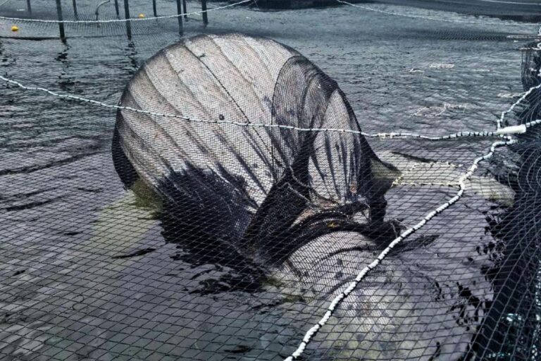 Greenpeace denuncia obstrucción en investigación por muerte de dos ballenas en Chile: Apuntaron a empresas salmoneras