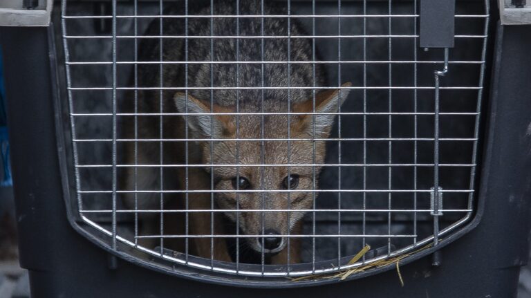 SAG encuentra a zorro que deambulaba en Alonso de Córdova y Parque Araucano: Fue hallado cerca del Mall Apumanque
