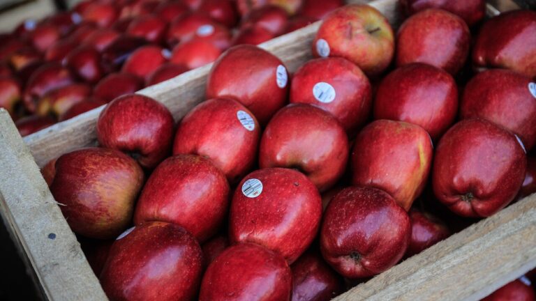 Chile y Brasil comiezan con certificación electrónica para el comercio de productos agrícolas y forestales