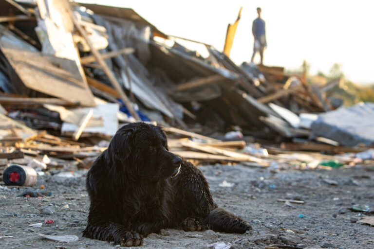 Contraloría ordena a municipios tomar medidas para prevenir el abandono de mascotas durante el desalojo de tomas