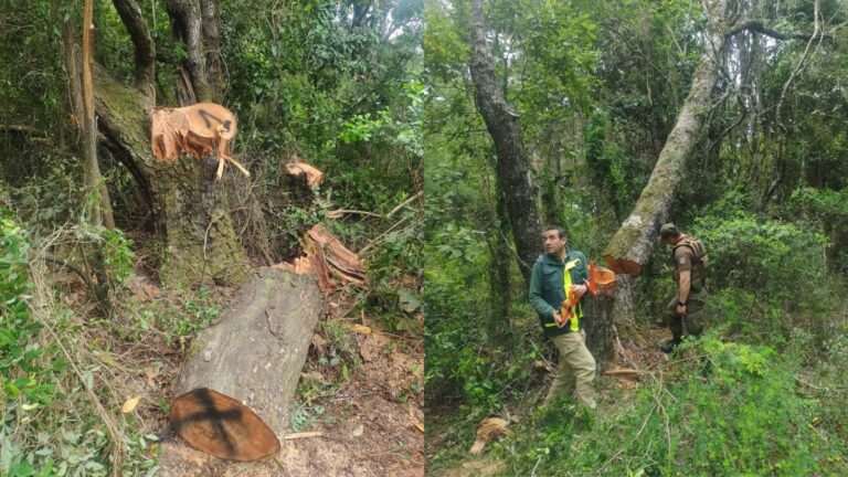 Conaf denuncia tala ilegal de bosque nativo en el Biobío: Se cortaron ejemplares de roble, aromo, lingue y avellanillo