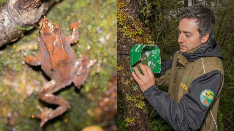 Especialistas usan innovador sistema para monitorear canto de la ranita de Darwin y conocer su estado de conservación