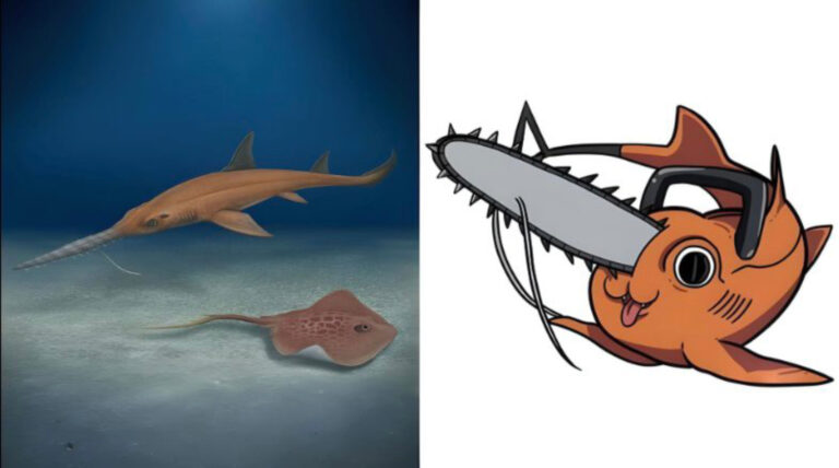 Paleontólogos chilenos nombran nuevo tiburón fósil en honor a 