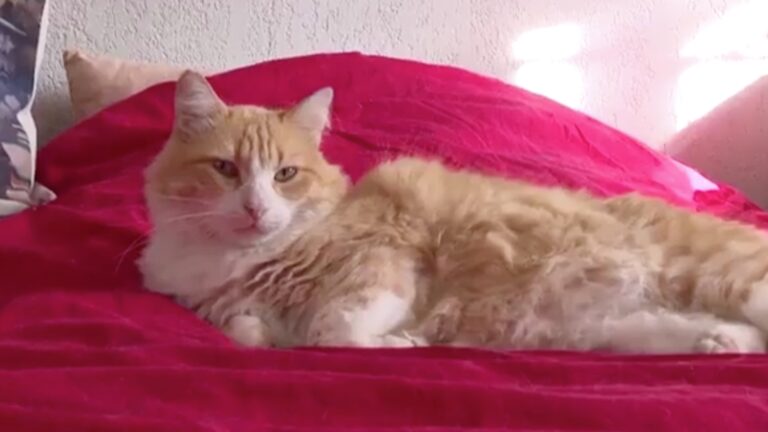 Tribunal francés impone 