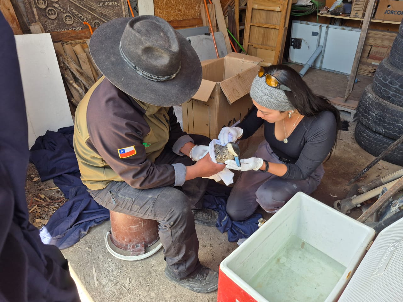 Conaf ha retirado 500 litros de aceite de soya tras derrame que afectó humedal altoandino en Parque Nacional Lauca/Agencia Uno