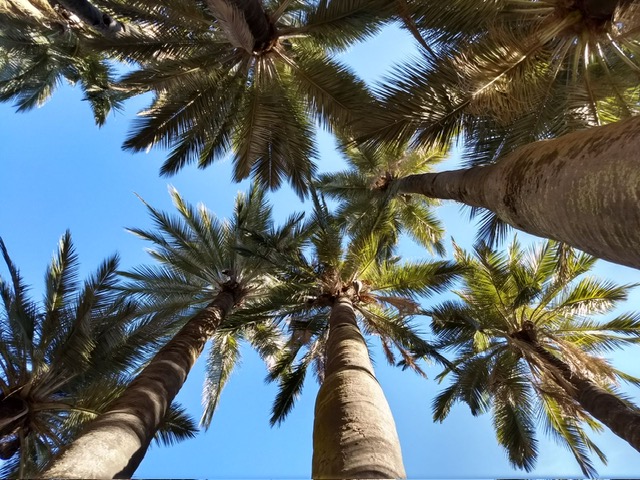 Palma chilena recibe protección internacional/Conaf