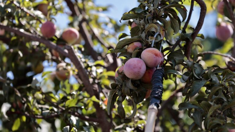 Región de O'Higgins: Ministerio de Agricultura informa 