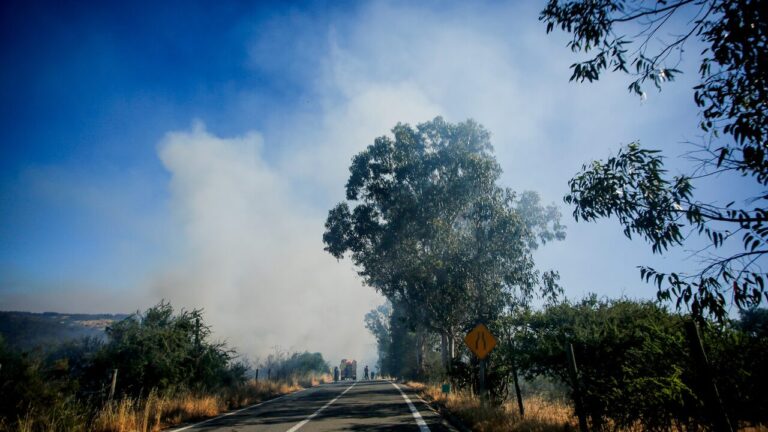 Región de O'Higgins: Senapred solicita evacuar la Población 1 de Mayo en Pichidegua por incendio forestal