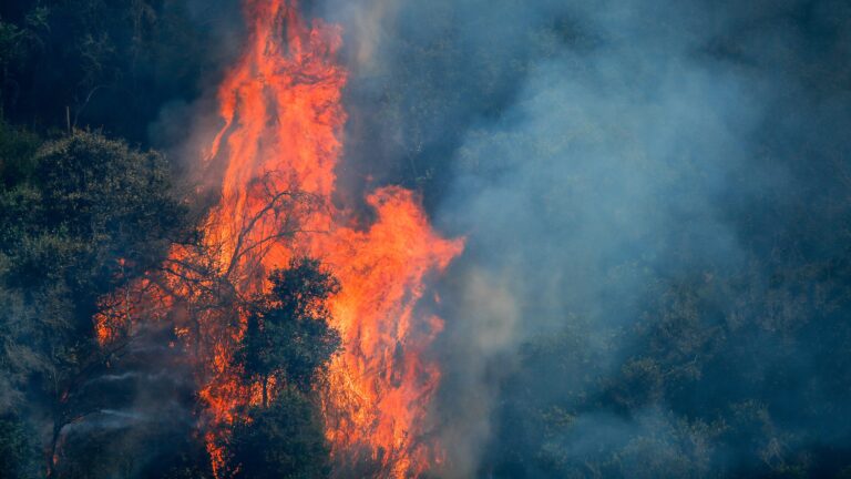 Llaman a evacuar sectores de Mulchén por incendio forestal