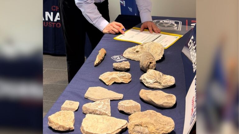 Museo de Historia Natural de Concepción recibió 112 fósiles decomisados por Aduanas