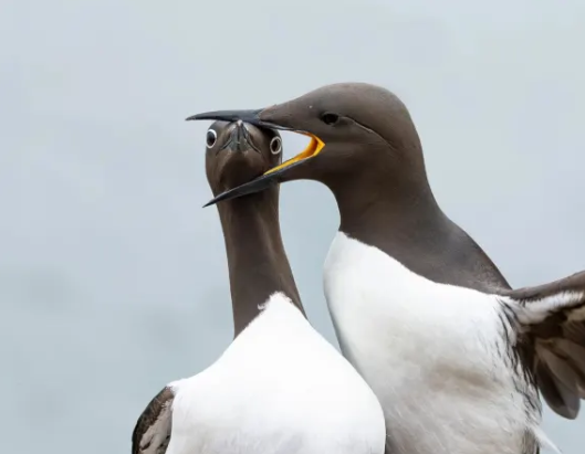 La imagen de dos araos realizada por Warren Price, titulada "Headlock", ganó la categoría de aves/Warren Price/Premios Nikon Comedy Wildlife