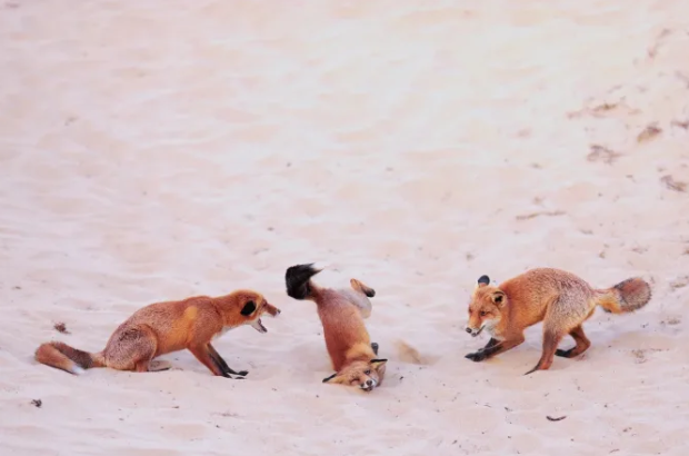 Estos tres zorros bailarines le valieron a Paula Rustemeier el premio Nikon Young Photographer para participantes de 25 años o menos/Paula Rustemeier/Premios Nikon de Comedia y Vida Silvestre