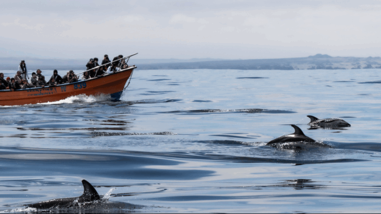 Región de Atacama: Comienza temporada de avistamiento de cetáceos en caleta Chañaral