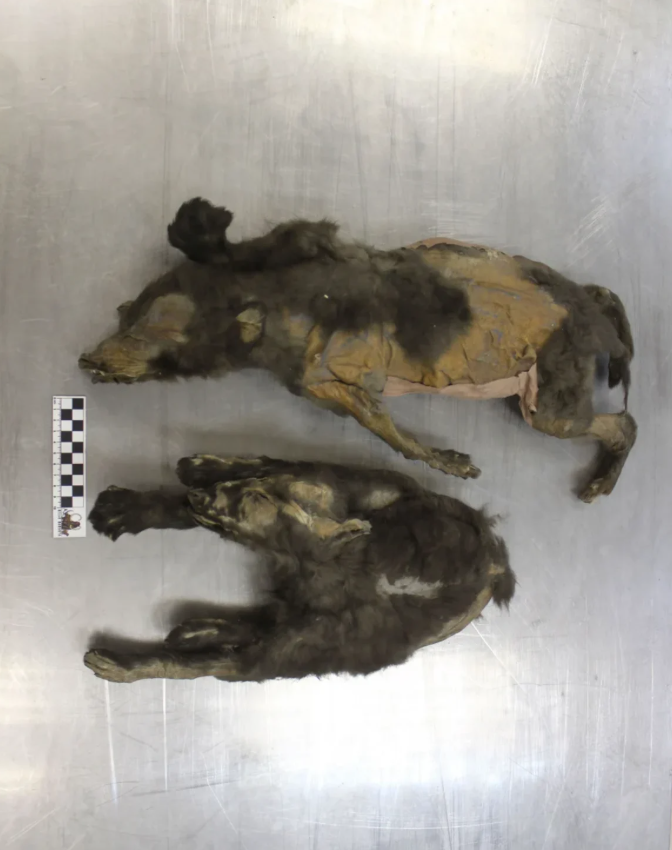 En 2011 y 2015 se encontraron en el norte de Siberia los restos bien conservados de dos cachorras de lobo de 14.000 años de antigüedad. Sergey Fedorov/Universidad Federal del Noreste