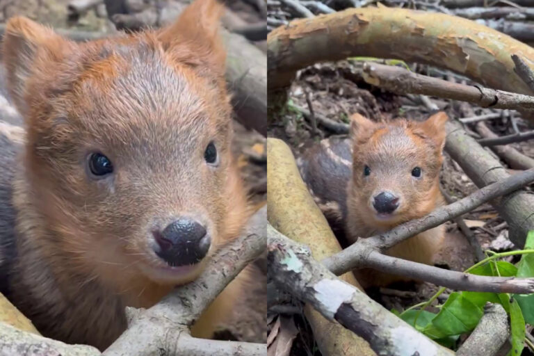 Registran a tierno pudú de solo dos días de vida en Villarrica: Pesa menos de un kilo