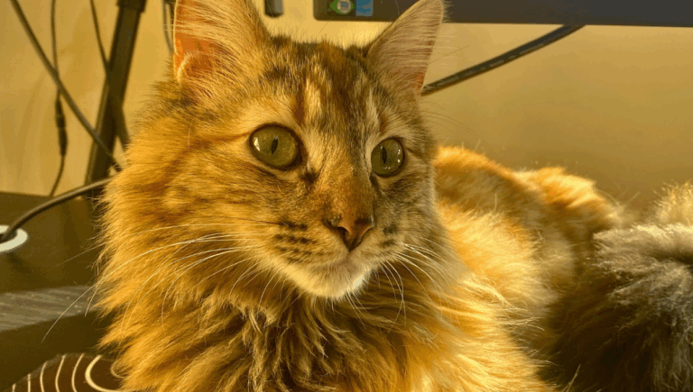 ¿Por qué los gatos le maúllan más a los hombres que a las mujeres?