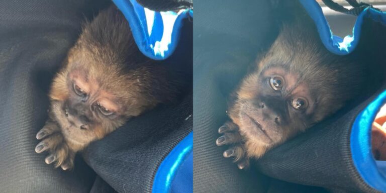 Capturan a monito que escapó del zoológico de Concepción: Vecinos alertaron su presencia en la vía pública