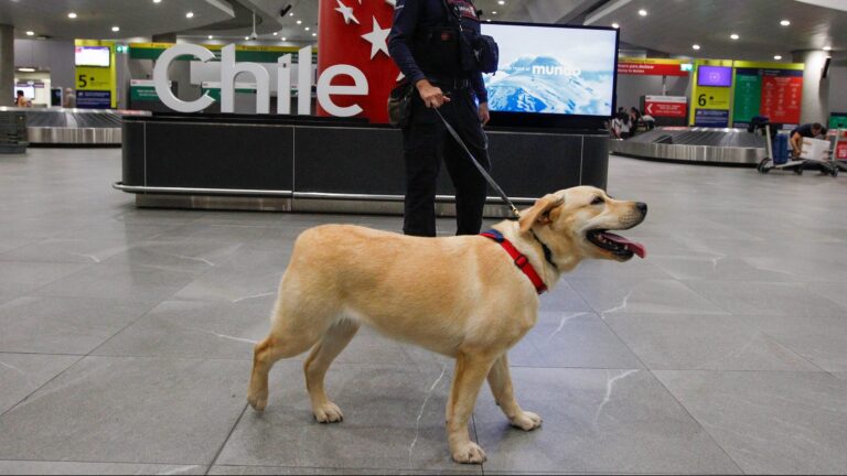 Llegó al Aeropuerto de Santiago nueva camada de cachorros detectores para trabajar junto a Aduanas