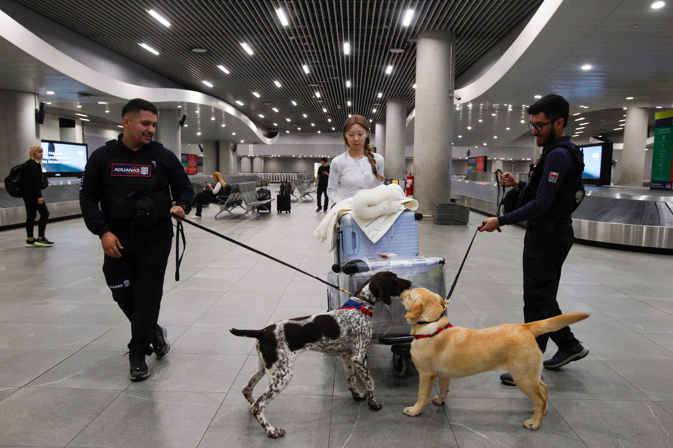Llegó al Aeropuerto de Santiago nueva camada de cachorros detectores para trabajar junto a Aduanas/Aduanas