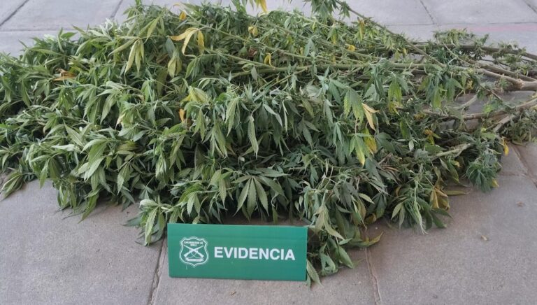 Retiran árbol de Navidad de marihuana en San Bernardo: estaba adornado con luces navideñas en plena vía pública
