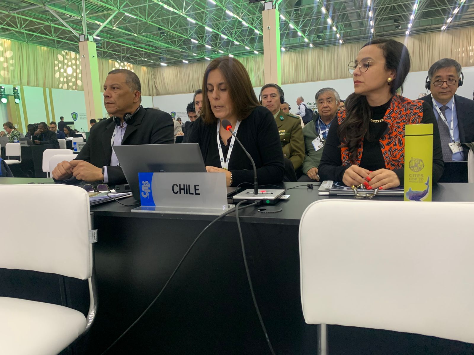 Palma chilena recibe protección internacional/Conaf