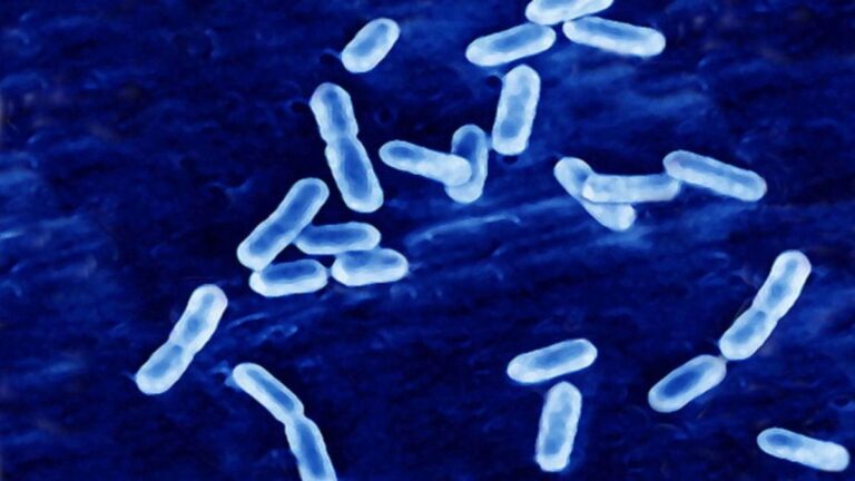 Minsal activa alertar sanitaria y ordena retiro de trucha ahumada Aqua Austral por presencia de Listeria