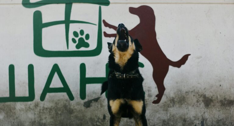 Corte ordena medidas por ruidos molestos de perro tras denuncia de adulta mayor: Esto respondieron los dueños