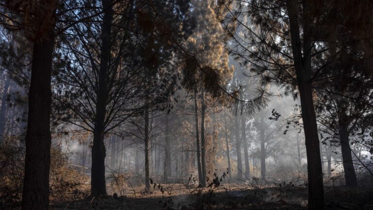 Incendios en la Patagonia afectan a varias provincias en Argentina: Greenpeace critica falta de prevención y recursos