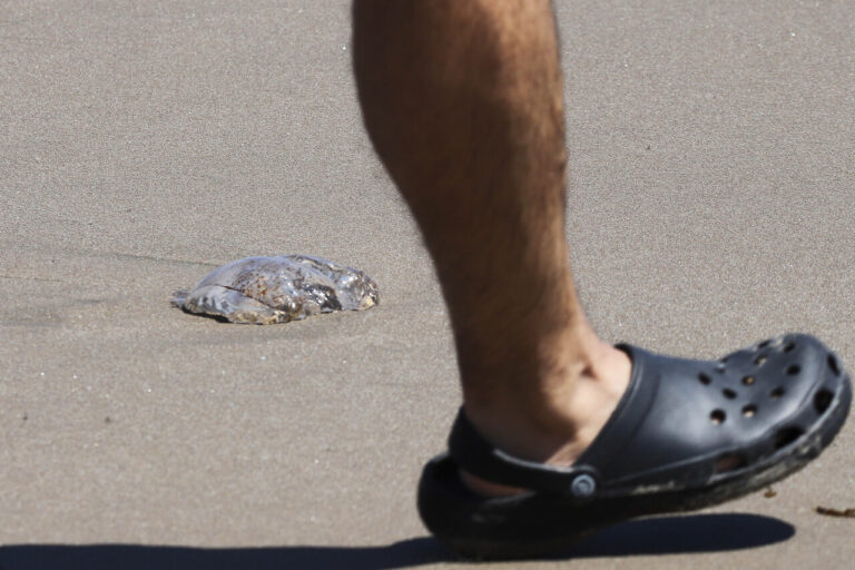 Hanta, araña de rincón y fragata portuguesa: Los principales riesgos del verano y cómo prevenirlos