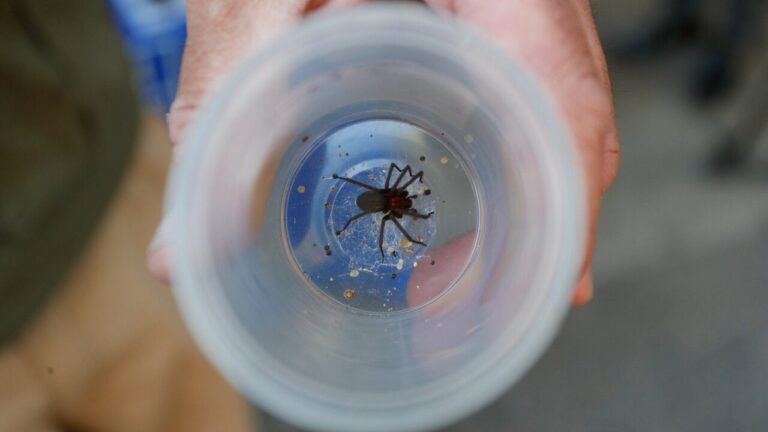 Temporada de verano: Cómo identificar una araña de rincón y qué hacer ante una picadura