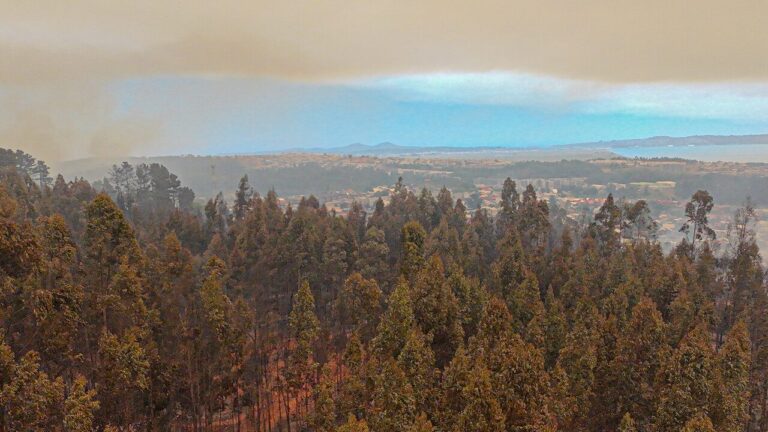 Afectaciones al sector agrícola por incendios forestales: Ministra Fernández detalla trabajos en Región de Ñuble