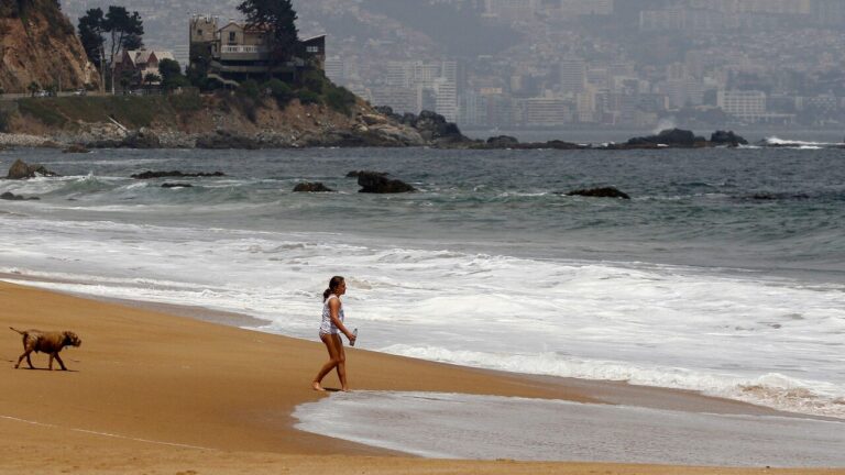 Tras prohibición de baño en dos playas del país: ¿Qué hacer ante picadura de una fragata portuguesa?