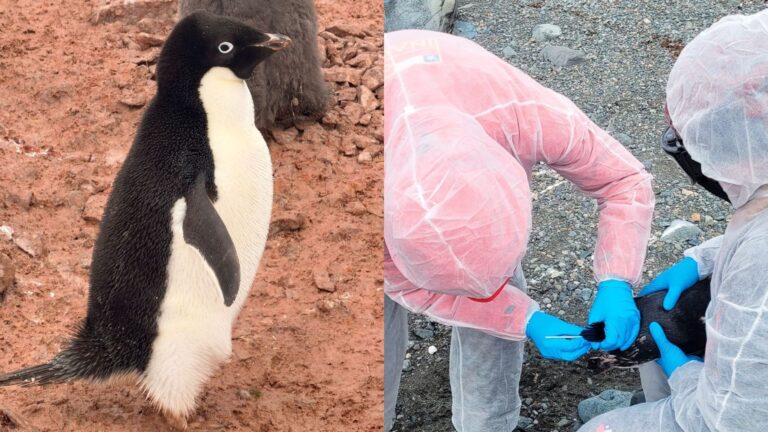 Confirman presencia de influenza aviar en la Antártica por tercer año consecutivo: Se refuerza monitoreo en la zona