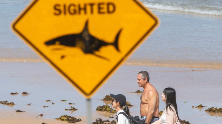 Seguidilla de ataques de tiburón en Australia: Expertos buscan la causa detrás de 4 incidentes registrados en 48 horas