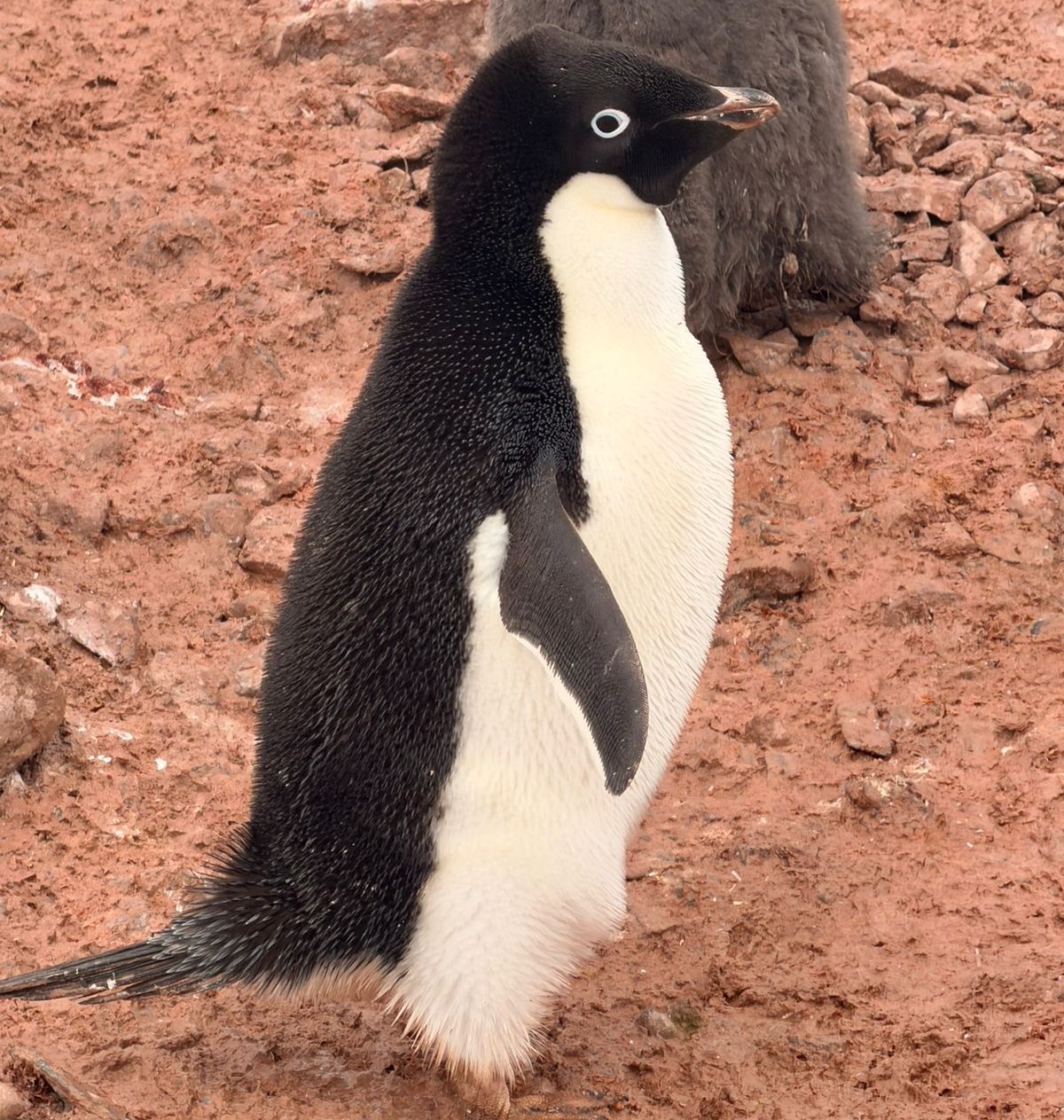Los resultados de los análisis arrojarían evidencia para comprender la dinámica de transmisión del virus de influenza aviar de alta patogenicidad entre especies/U. de Chile