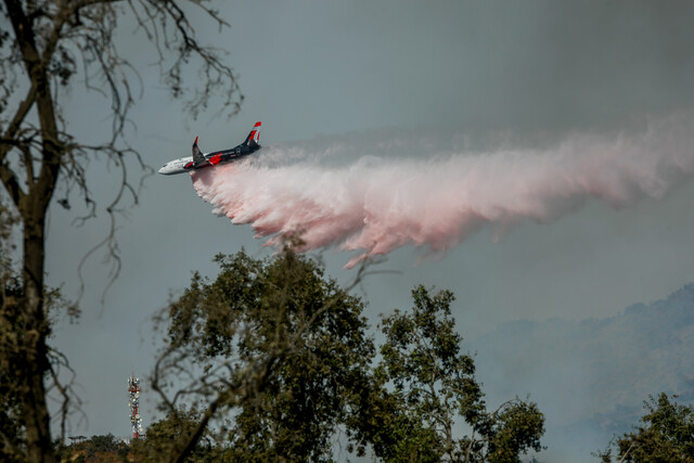 Senapred solicita evacuar sector de comuna de San Nicolás por incendio forestal