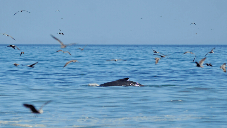 Chile lidera récord mundial de colisiones de ballenas con embarcaciones