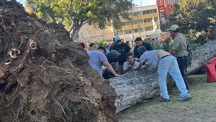 Caída de árbol en plaza Parque Italia de Valparaíso deja un fallecido y un herido