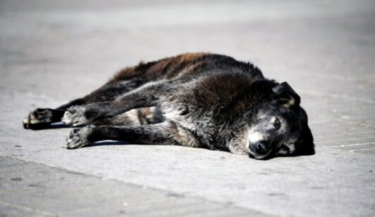 Maltrato animal: Hombre ataca con una motosierra a perro en Los Ángeles