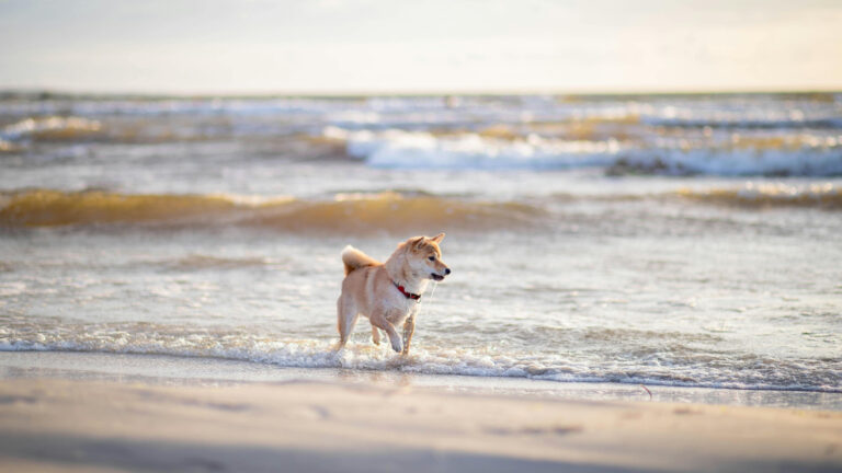 Playas para perros en Chile: No hay ley nacional pero cada comuna regula el acceso con multas de hasta $200.000