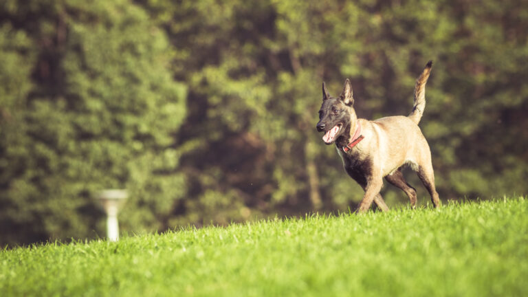 Los mejores caniles de Santiago para pasear con perros: cinco parques con áreas pet friendly