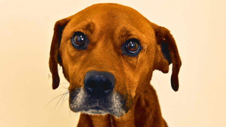 Los perros pueden detectar tu ansiedad cuando te olfatean: la razón real no es la que crees